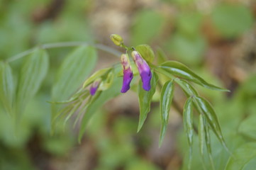 Flowers of spring vetchling or spring vetch  (Lathyrus vernus )