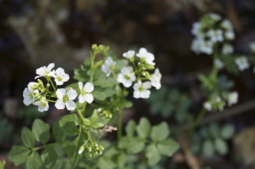 Large bitter cress (Cardamine amara)