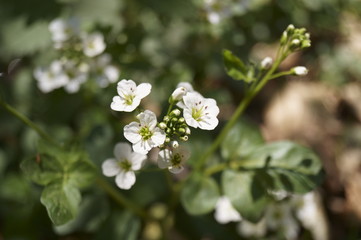 Large bitter cress (Cardamine amara)