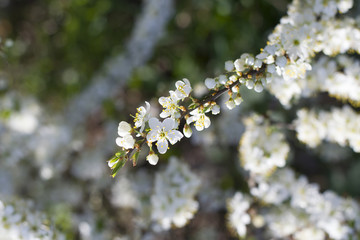 Spring Cherry blossoms flowers. Spring white flowers on a tree.