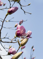 Magnolia flowers against the blue sky. Spring pink flowers of magnolia.