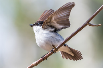 Flycatcher