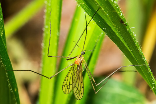 Limonia phragmitidis is a Palearctic species of cranefly in the family Limoniidae. It is found in a wide range of habitats and micro habitats.