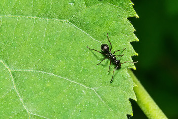 ant on the leaf