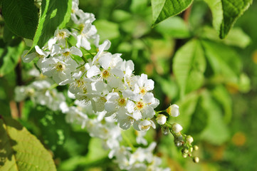 Bird cherry tree in blossom