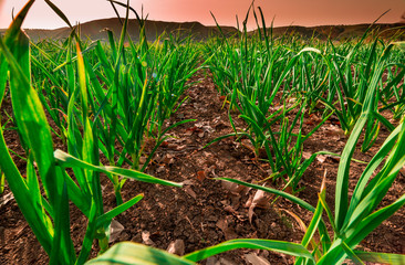 Garlic producing fields