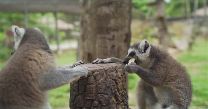 Lemurs eat at the zoo. Lemur eats. Lemurs take food. Funny lemurs eat food.