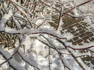 Christmas card, branch in snow, blurred light effect, selective focus, vintage style