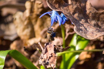 Bee pollinating the blooming blue snowdrop flower covered with oak leaf, in the spring forest. Scilla siberica Squill