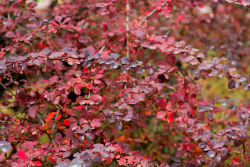 natural abstract backdrop with bush with beautiful red foliage