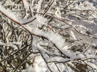 Christmas card, branch in snow, blurred light effect, selective focus, vintage style