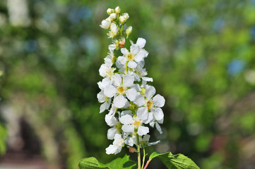 Bird cherry tree in blossom
