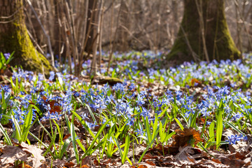Obraz premium Blue snowdrop blossom flowers in early spring in the forest. Scilla siberica Squill