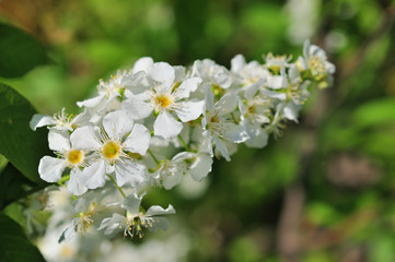 branch of bird cherry in front of blue sky.