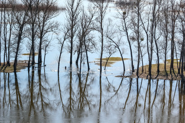 Spring landscape - flood in river valley of the Siverskyi (Seversky) Donets with reflected trees in the water. The northeast of Ukraine