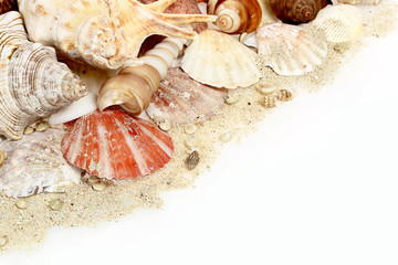 collection of seashells