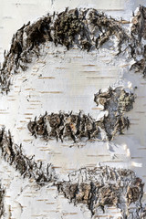 Natural background - the vertical texture of a real birch bark close-up in springtime