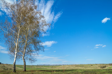 Natural landscape - view on birchs with young foliage against the sky with clouds on sunny spring day