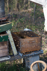 Bees swarming the hive