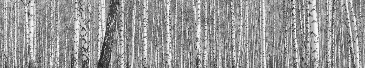 Papier Peint photo Lavable Bouleau Bosquet de bouleaux un jour de printemps ensoleillé, bannière de paysage, panorama immense, noir et blanc
