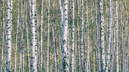 Birch grove with young foliage on a sunny spring day, landscape banner