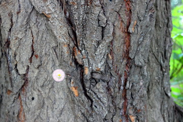 Women's pendant-amulet against the background of a tree trunk