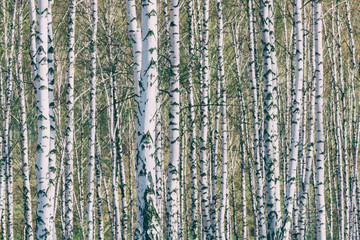 Obraz premium Birch grove with young foliage on a sunny spring day, landscape banner