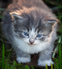kittens in grass