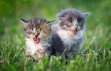 kittens in grass