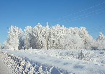fairy-tale frosty forest covered with hoarfrost