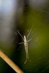 Streckerspinne im Netz