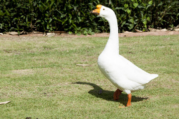 White Goose enjoying for walking on the green grass in garden.