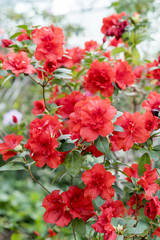 A chic blooming camellia bush in the spring garden. Bright, red azaleas flowers among the green leaves.