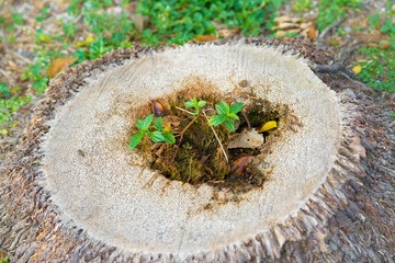 Green sprout or tree grow up on stump