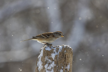 american tree sparrow in winter