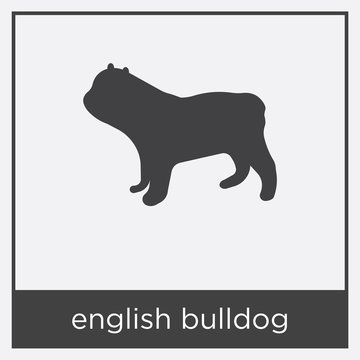 english bulldog icon isolated on white background