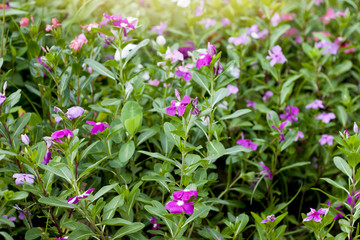 Catharanthus roseus flower pink color in garden.