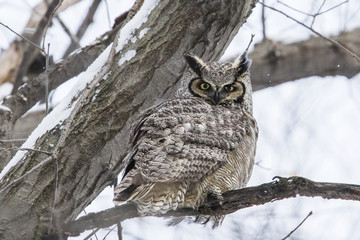 great horned owl (Bubo virginianus) in winter