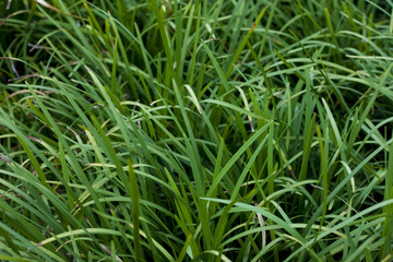 Fototapeta na wymiar Top of nature Sweet flag green grass for background.