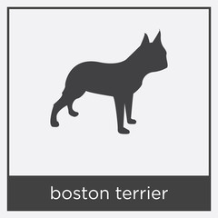 boston terrier icon isolated on white background