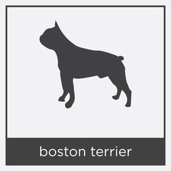 boston terrier icon isolated on white background