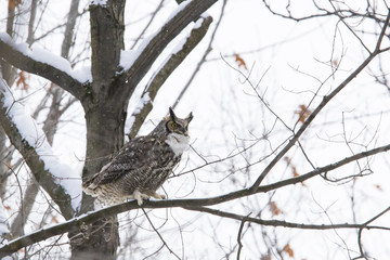 great horned owl (Bubo virginianus) in winter