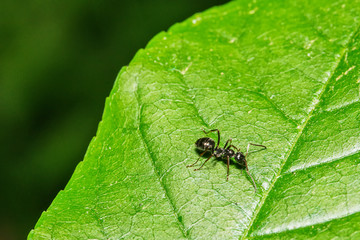 ant on the leaf