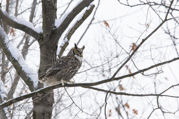 great horned owl (Bubo virginianus) in winter