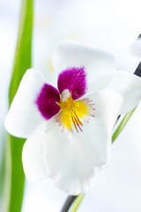 White with purple orchid on a house garden.