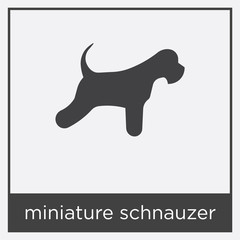 miniature schnauzer icon isolated on white background
