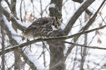 great horned owl (Bubo virginianus) in winter