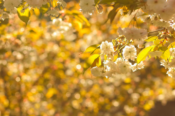 Flowering cherry branches in the sun, pink flowers on a blurry background, sunny morning in the garden, blank for the designer, copy space, natural background with green leaves, toning