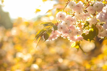 Flowering cherry branches in the sun, pink flowers on a blurry background, sunny morning in the garden, blank for the designer, copy space, natural background with green leaves, toning