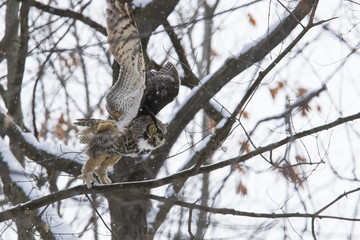 great horned owl (Bubo virginianus) in winter